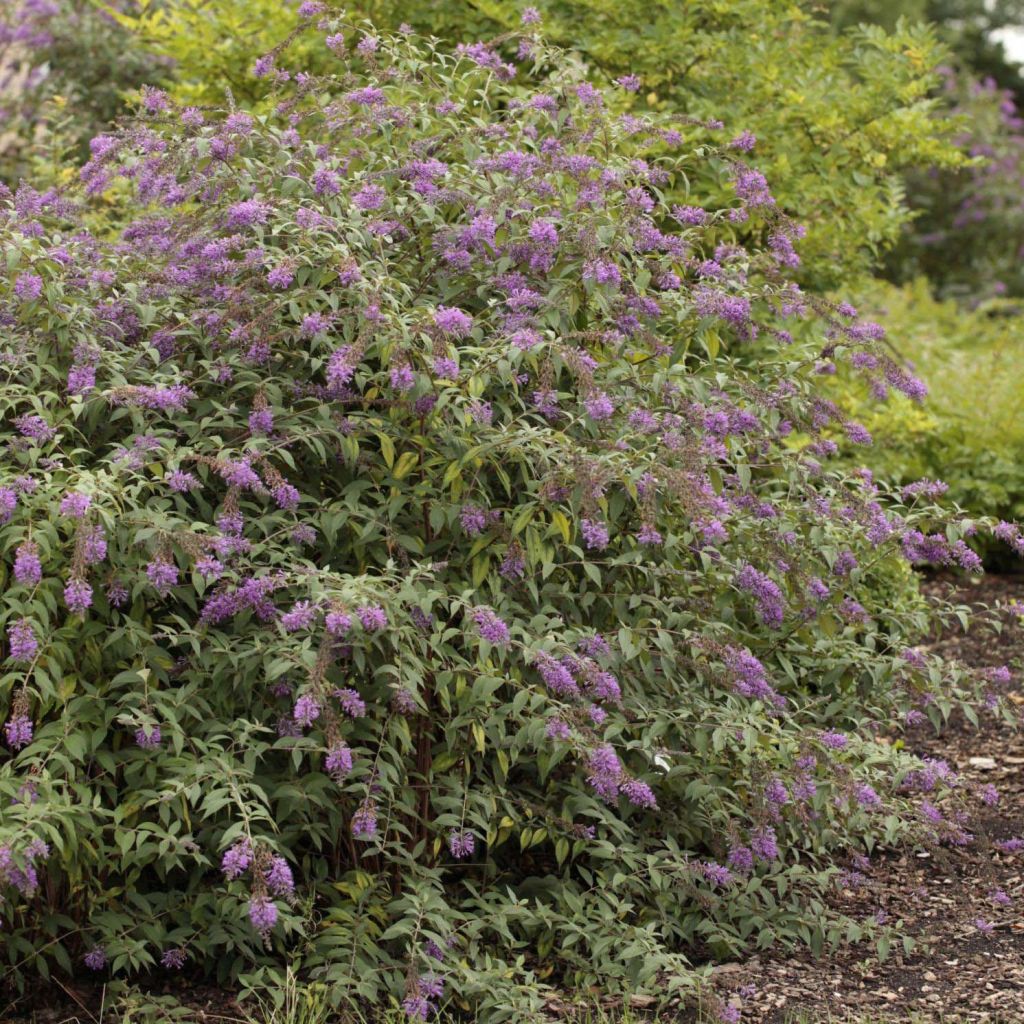 Buddleja davidii Argus Velvet - Sommerflieder