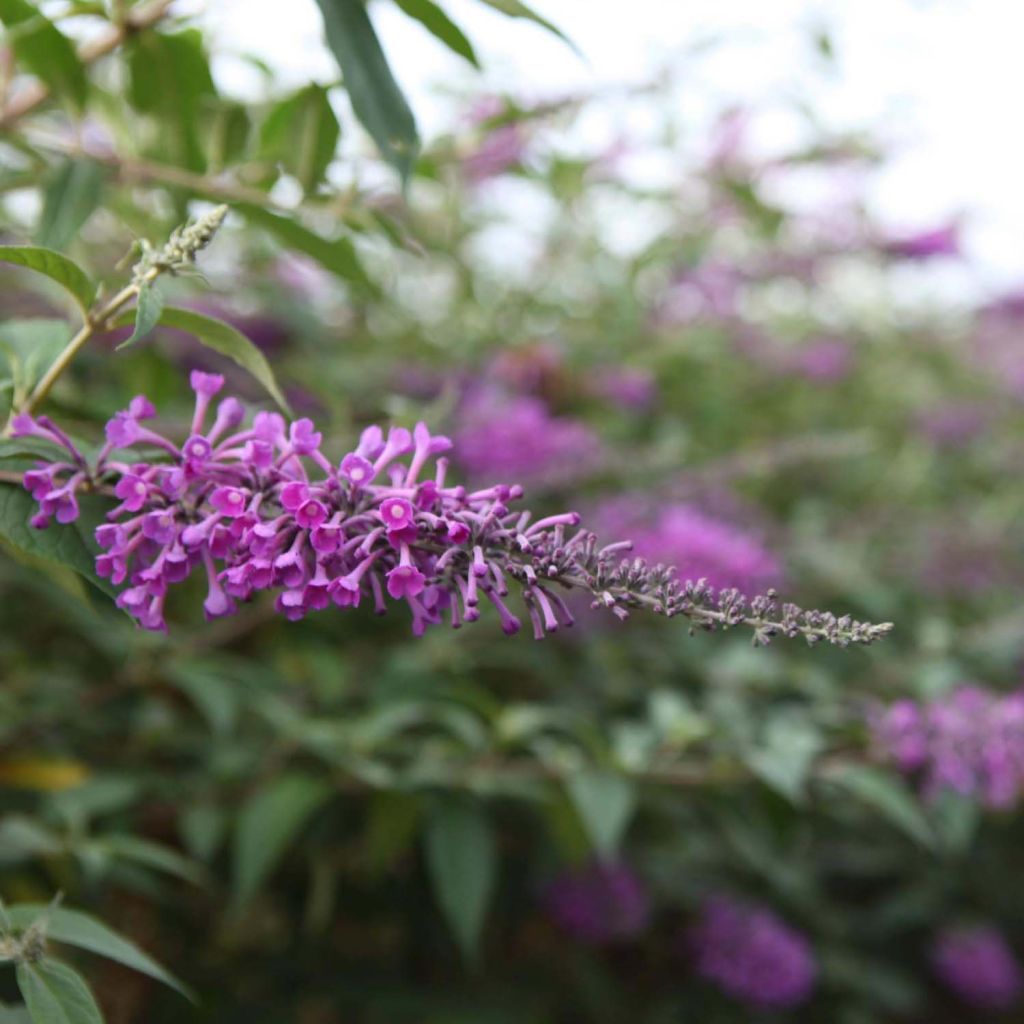 Buddleja davidii Argus Velvet - Sommerflieder