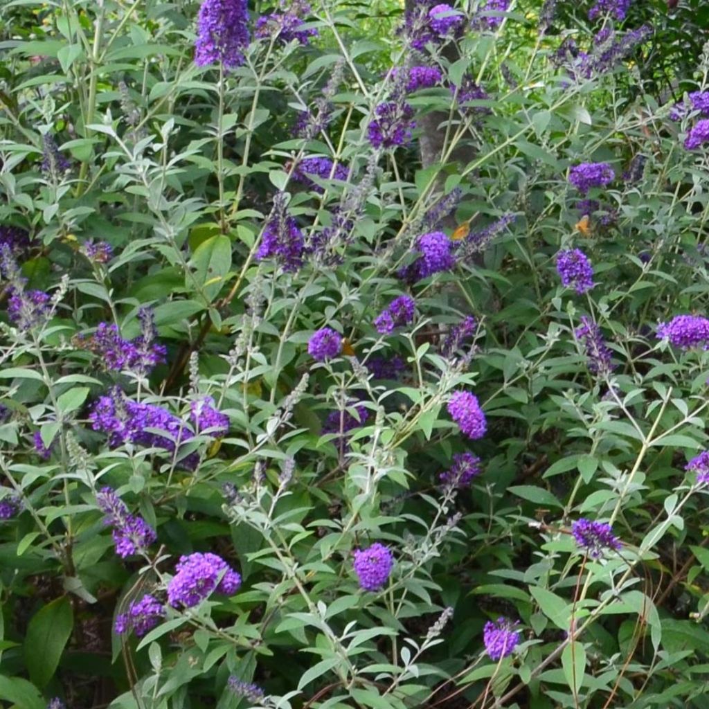 Buddleja davidii Groovy Grape - Sommerflieder