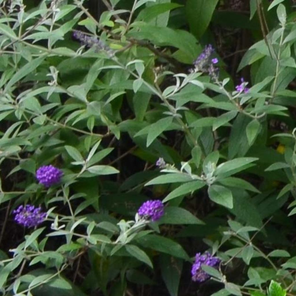 Buddleja davidii Groovy Grape - Arbre à papillons