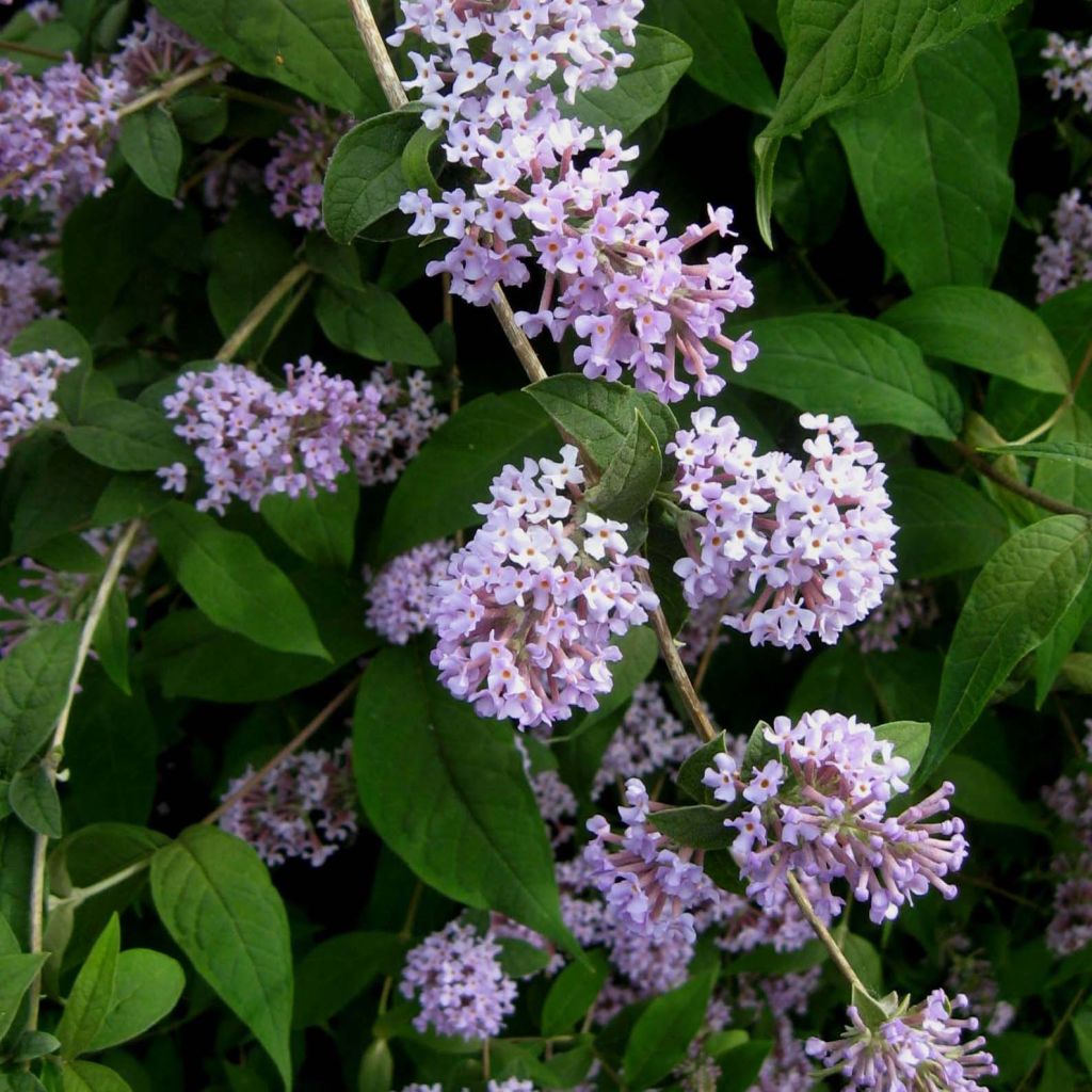 Buddleja delavayi - Chinesische Sommerflieder