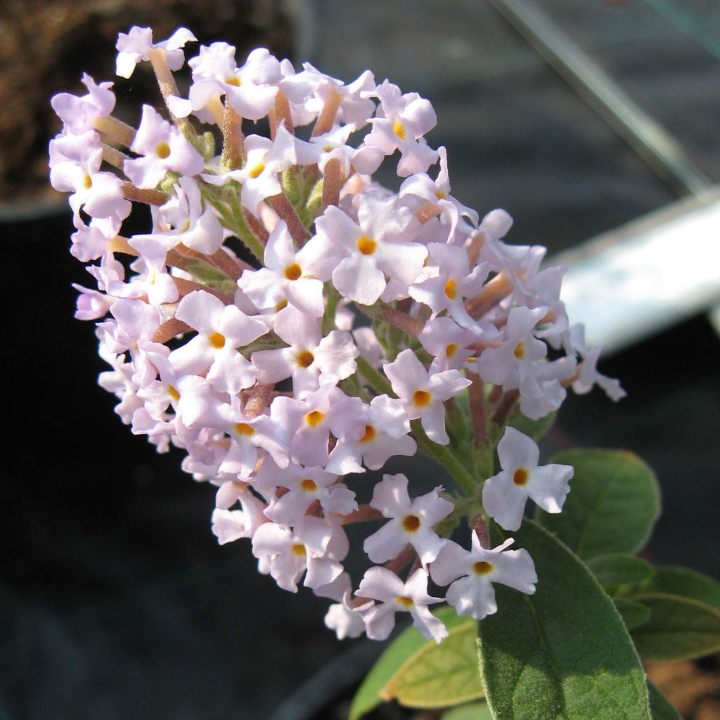 Buddleja delavayi - Chinesische Sommerflieder