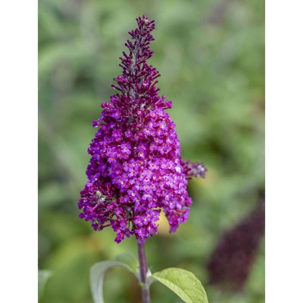 Buddleja davidii Funky Fuchsia - Sommerflieder