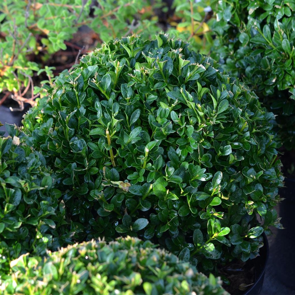 Buis double en boule de 20cm, Buxus sempervirens