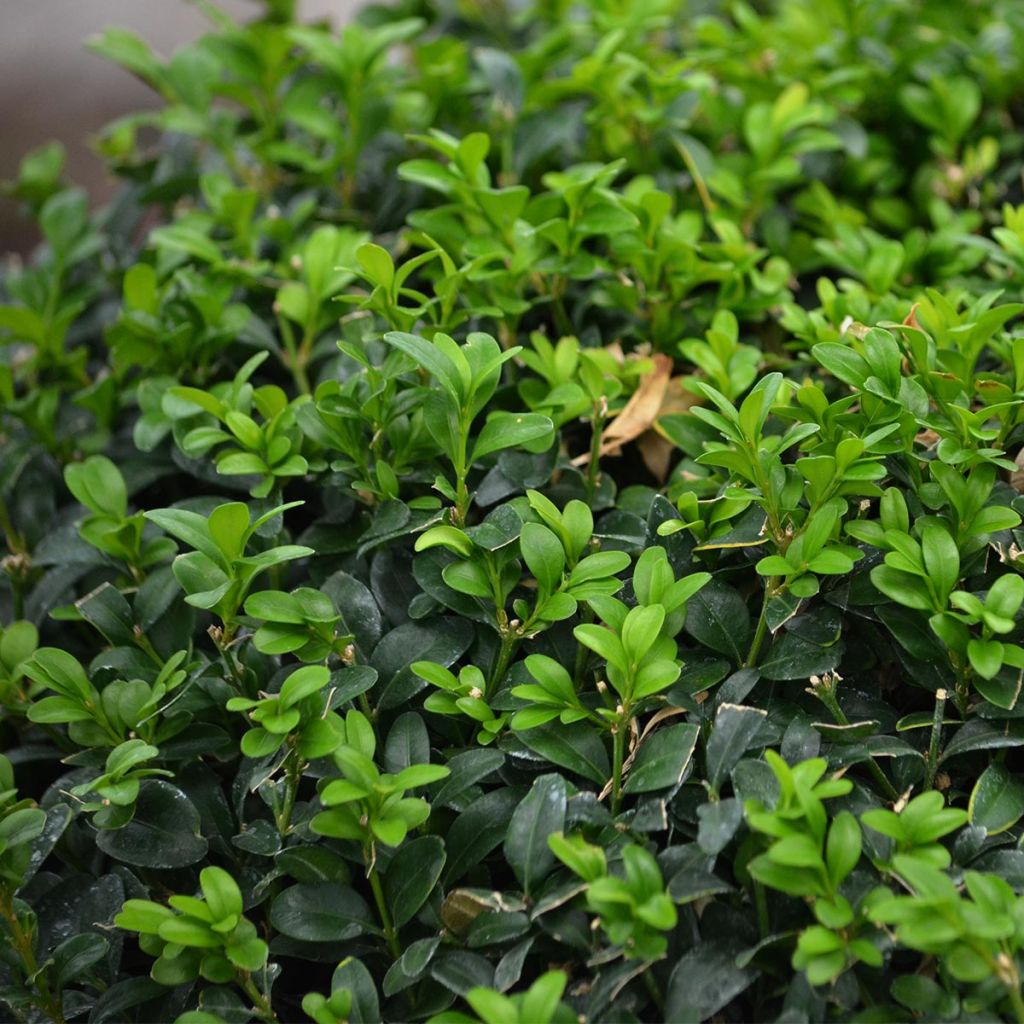 Buxus sempervirens - Kugelbuchsbaum