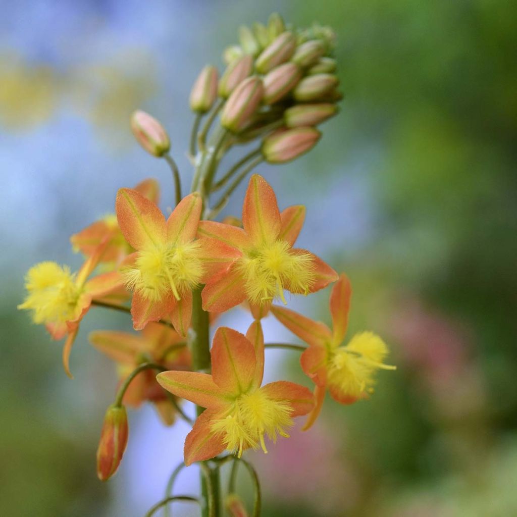 Bulbine frutescens - Katzenschwanzpflanze