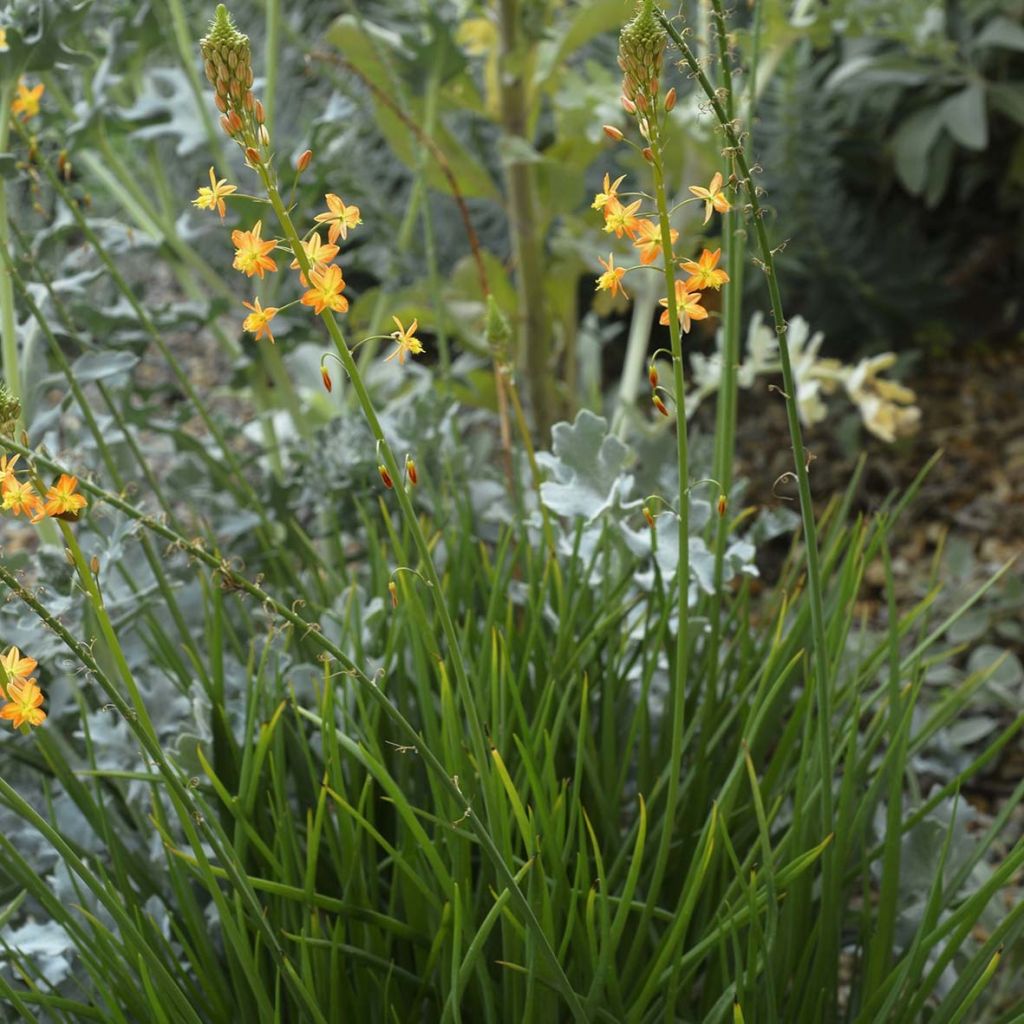 Bulbine frutescens - Katzenschwanzpflanze