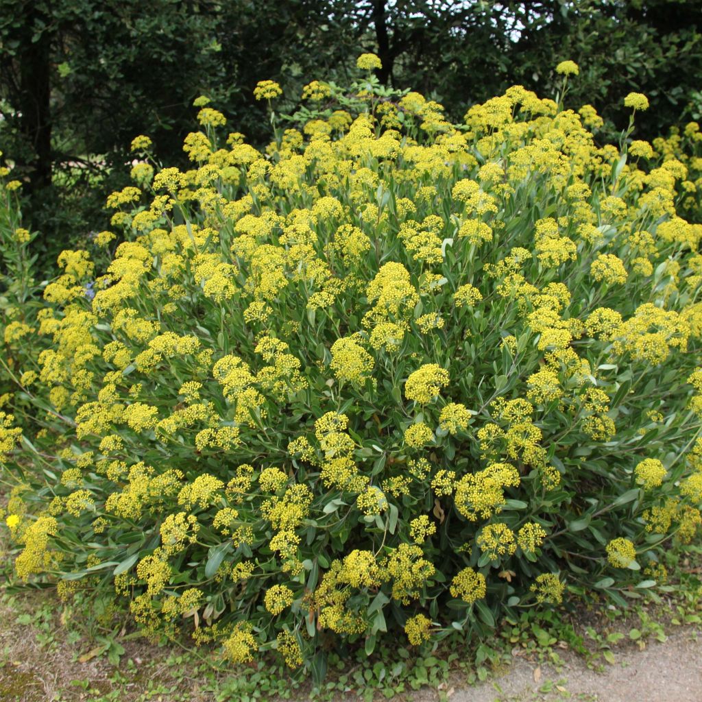 Bupleurum fruticosum - Strauchiges Hasenohr