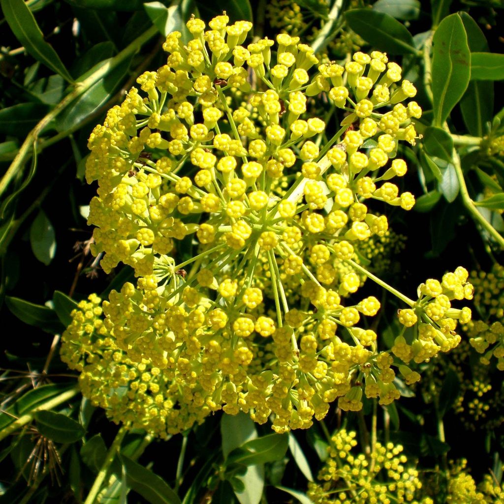 Bupleurum fruticosum - Strauchiges Hasenohr