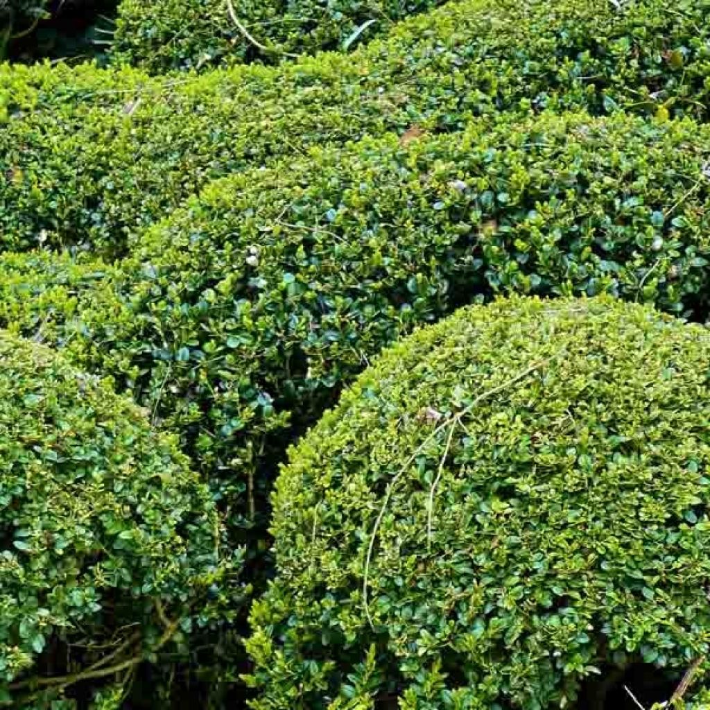 Buxus sempervirens - Buschbaum