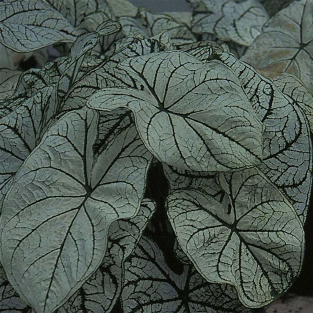 Caladium bicolor Candidum - Buntwurz