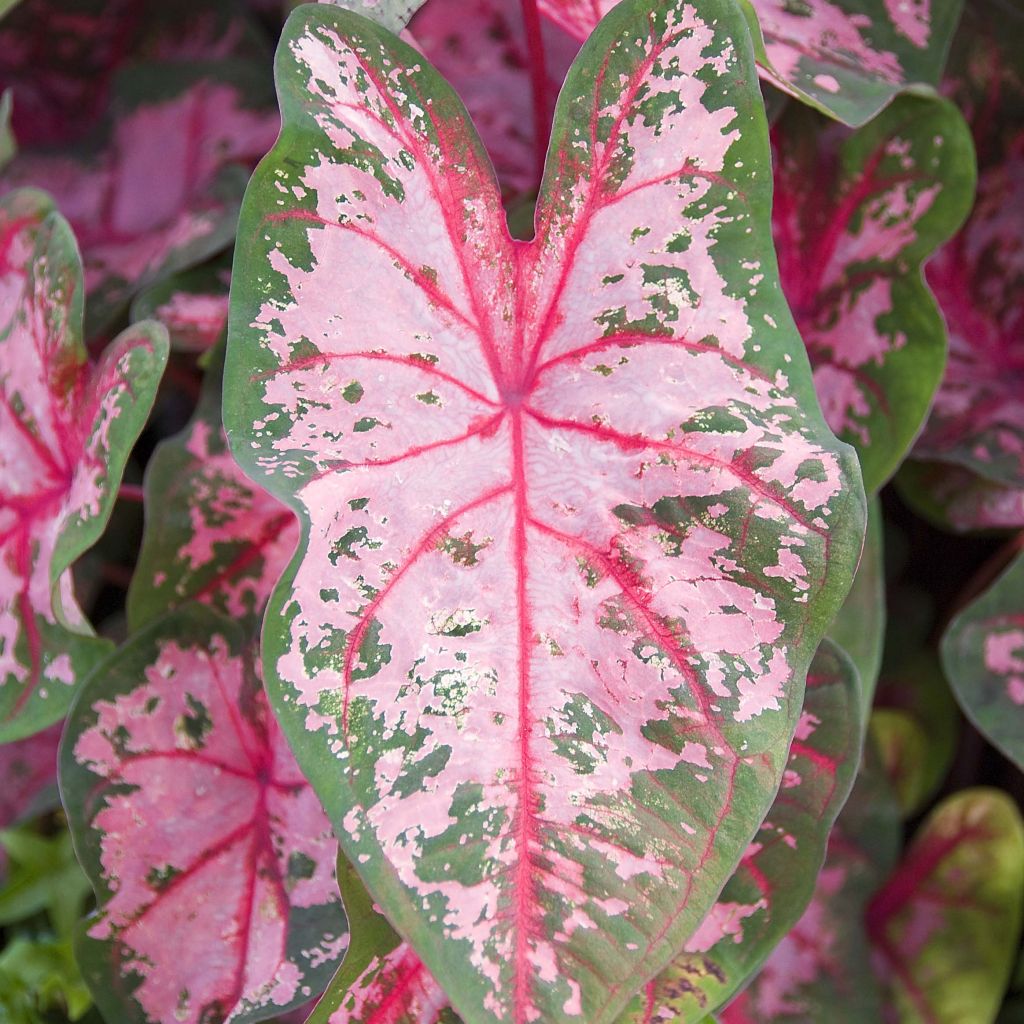 Caladium Carolyn Whorton