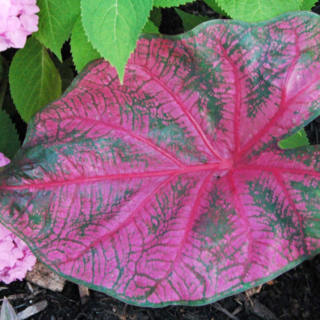 Caladium Fannie Munson