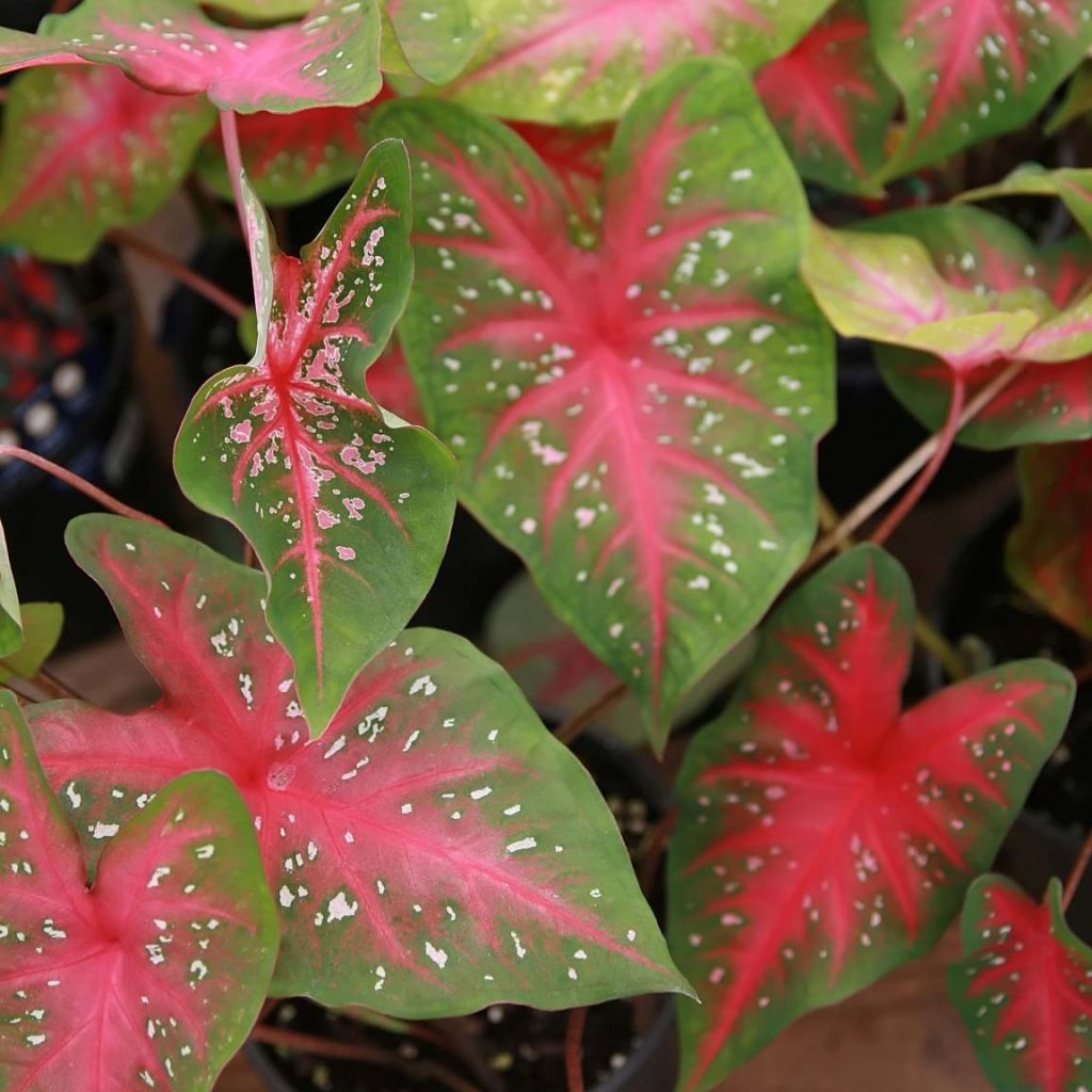 Caladium Red Flash