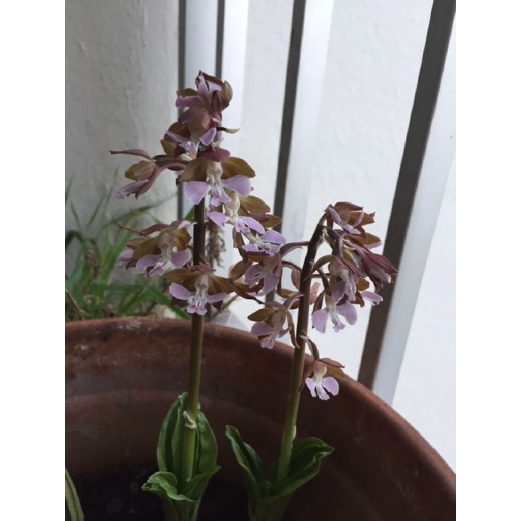 Calanthe discolor - Gartenorchidee