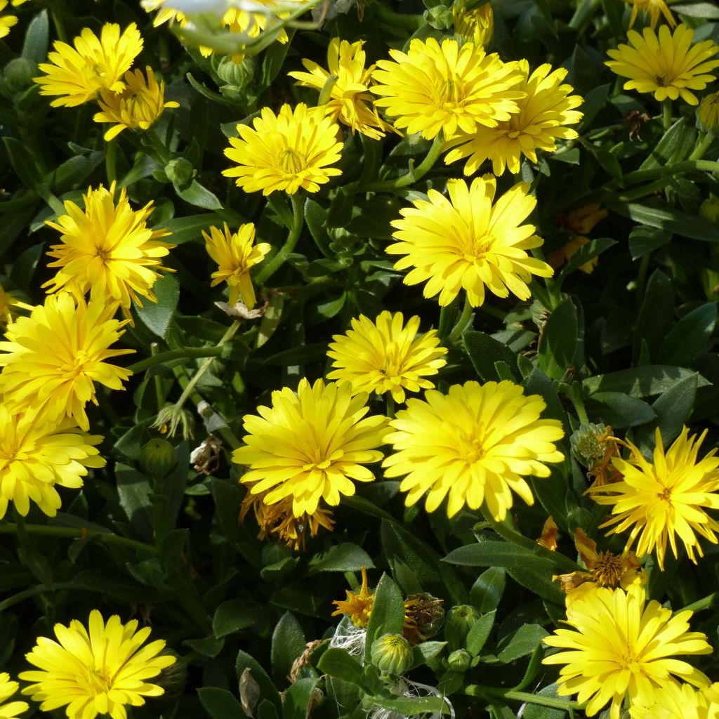 Ringelblume Powerdaisy Sunny - Calendula hybrida