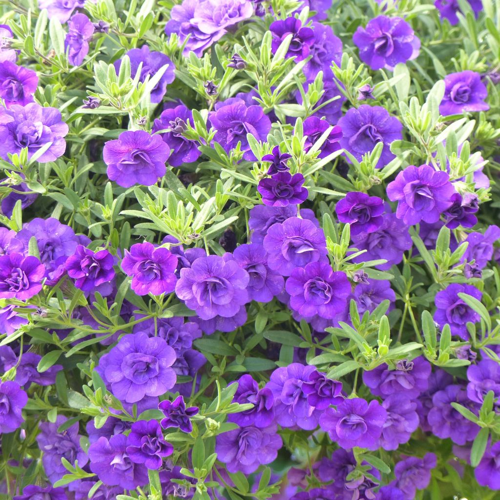 Zauberglöckchen Can-Can Rosies Blue - Calibrachoa