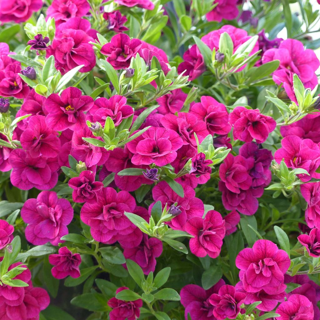 Zauberglöckchen Can-Can Rosies Pink - Calibrachoa