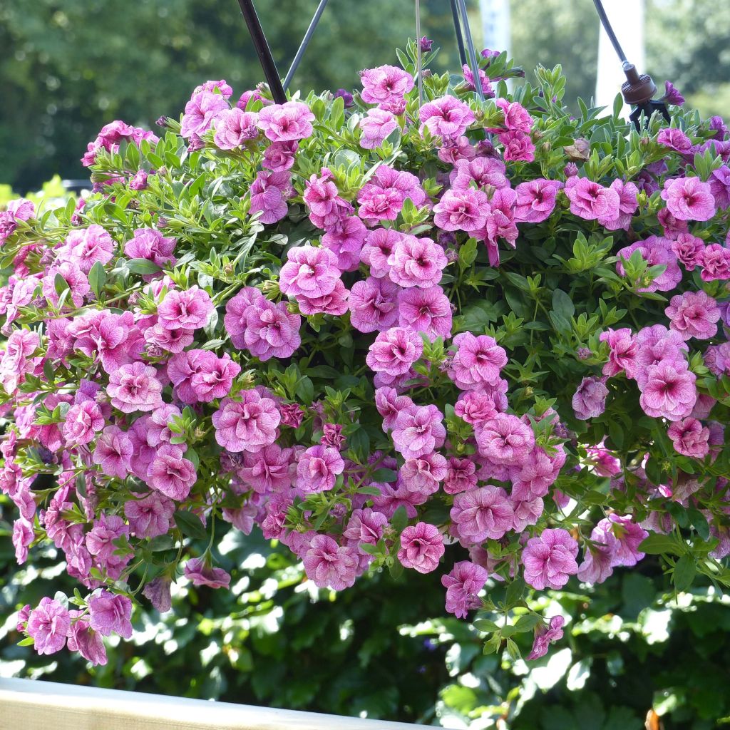 Zauberglöckchen Can-Can Rosies Pink Vein - Calibrachoa