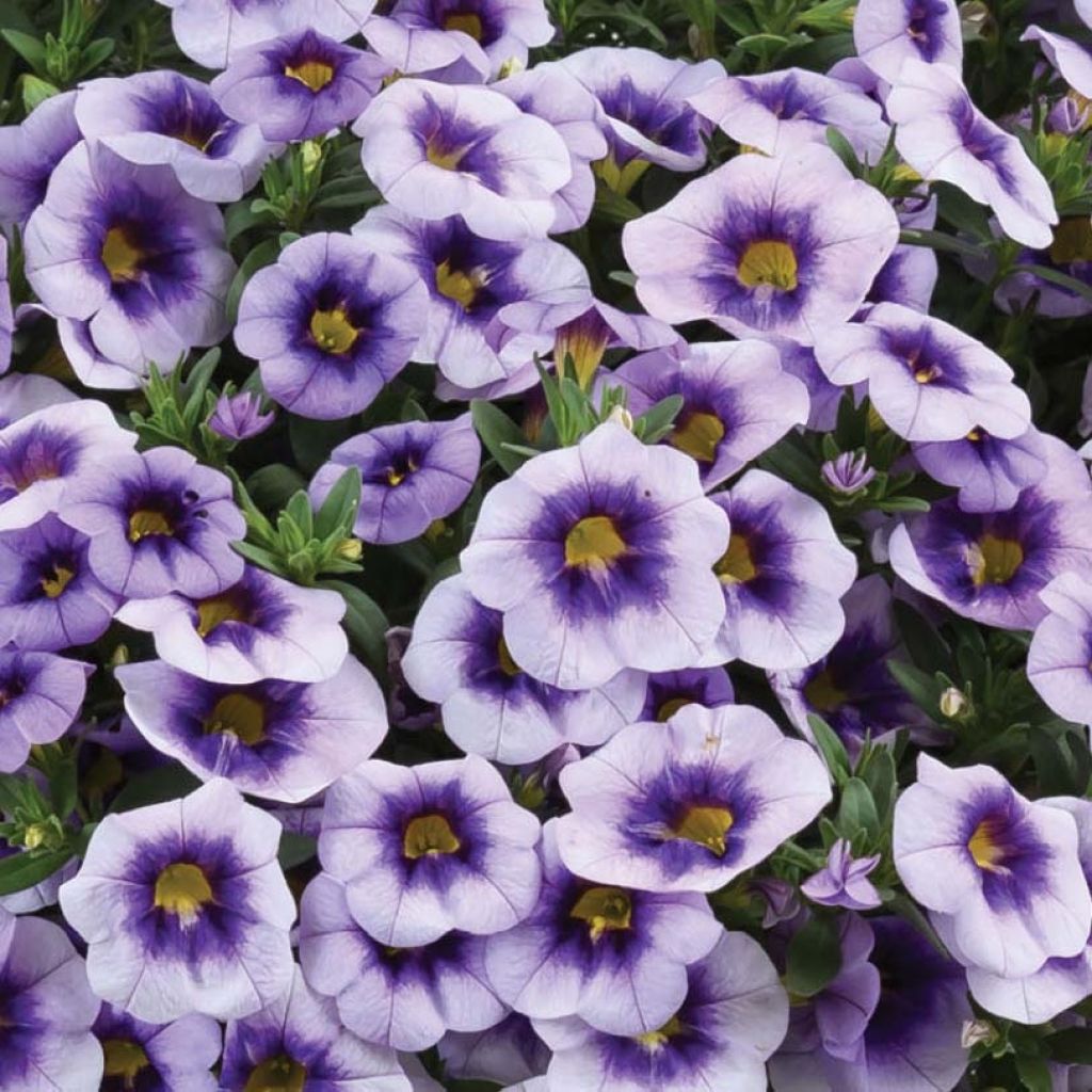 Calibrachoa Eyeconic Purple - Mini-pétunia