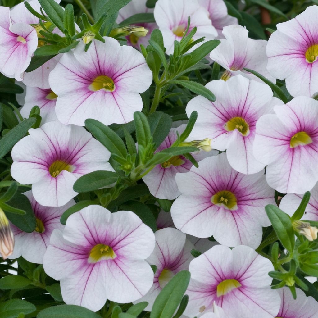 Zauberglöckchen Noa Almond Blossom - Calibrachoa