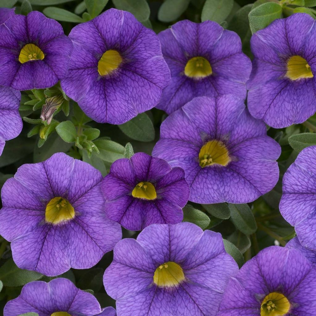 Zauberglöckchen Superbells Unique Blue Violet - Calibrachoa