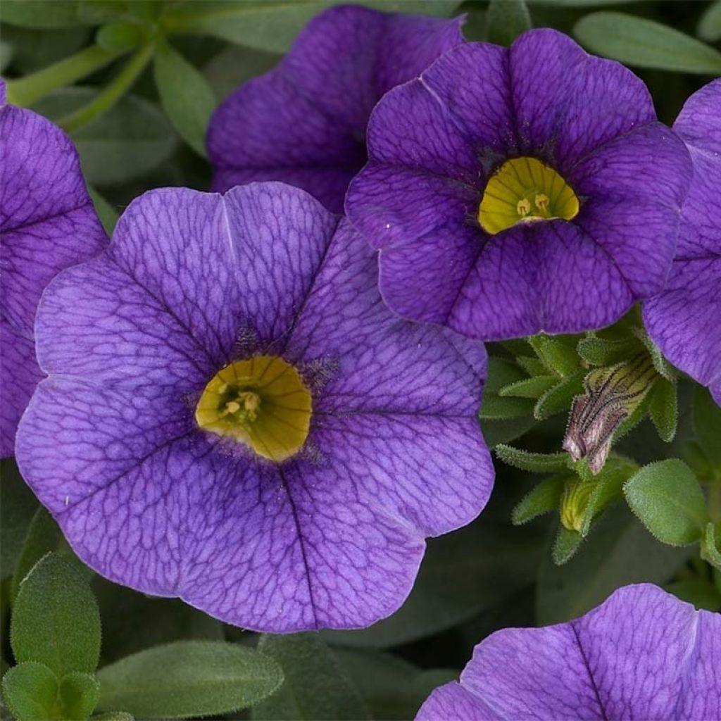 Zauberglöckchen Superbells Unique Blue Violet - Calibrachoa