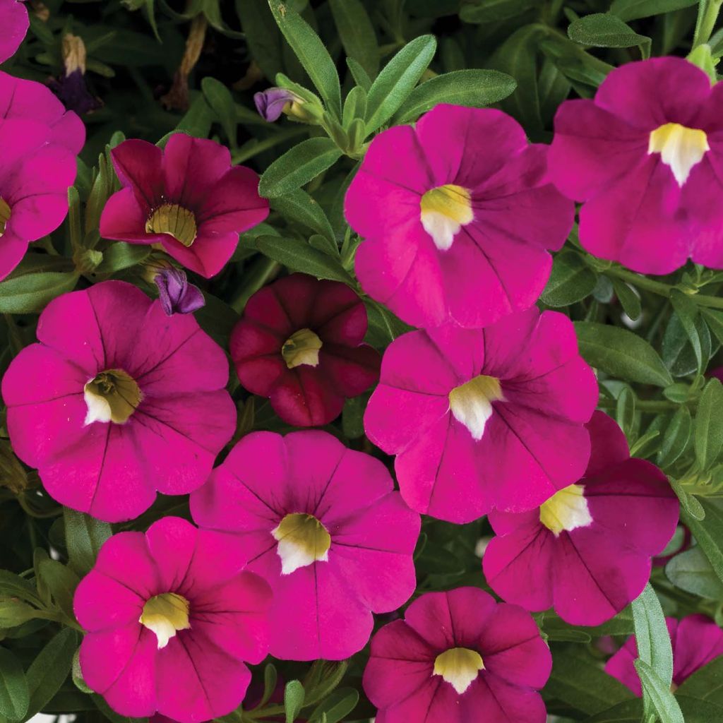 Zauberglöckchen Noa Dark Pink Carnival - Calibrachoa