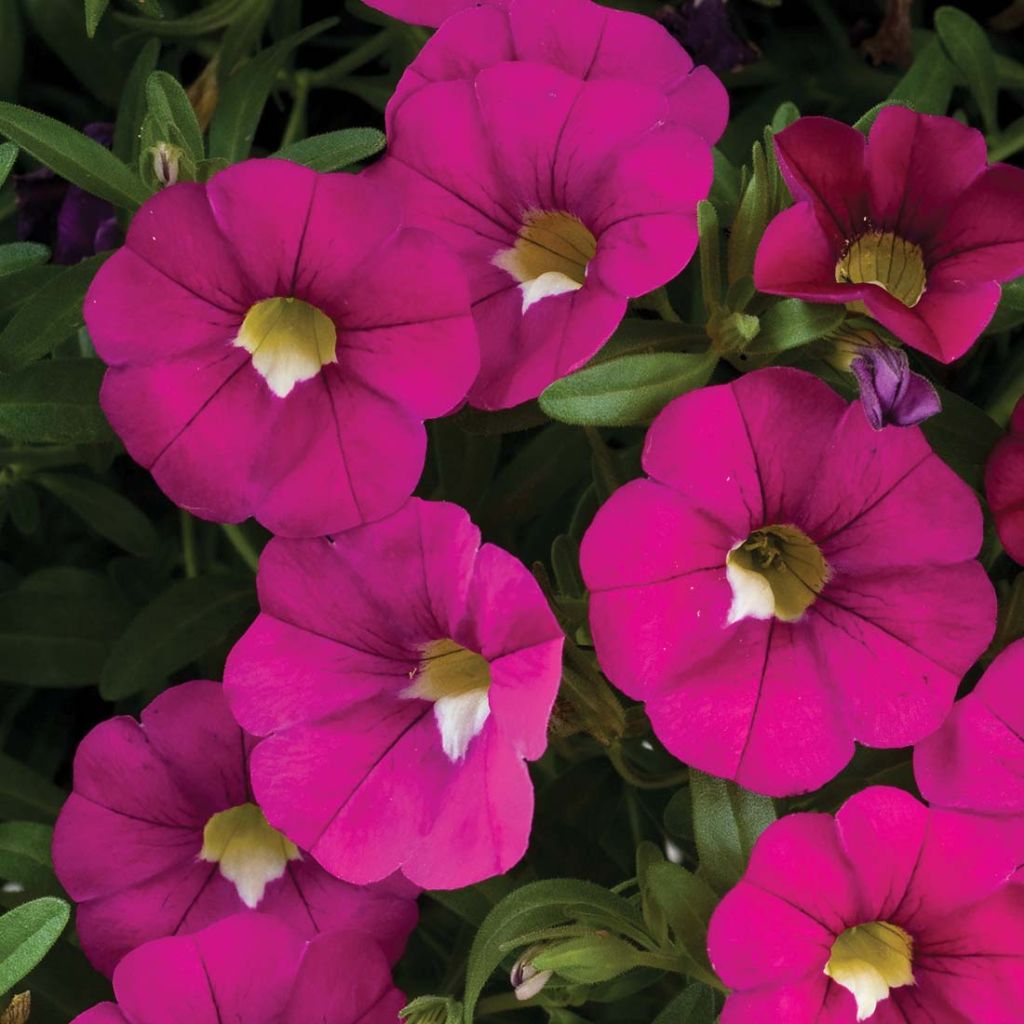 Zauberglöckchen Noa Dark Pink Carnival - Calibrachoa