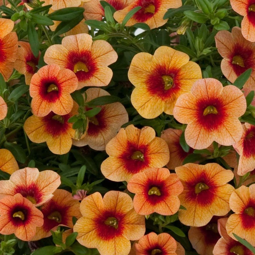 Zauberglöckchen Superbells Unique Mango Punch - Calibrachoa