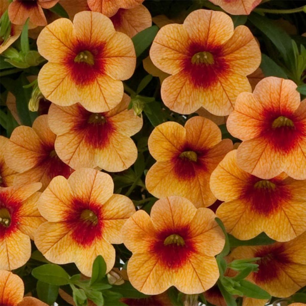 Zauberglöckchen Superbells Unique Mango Punch - Calibrachoa