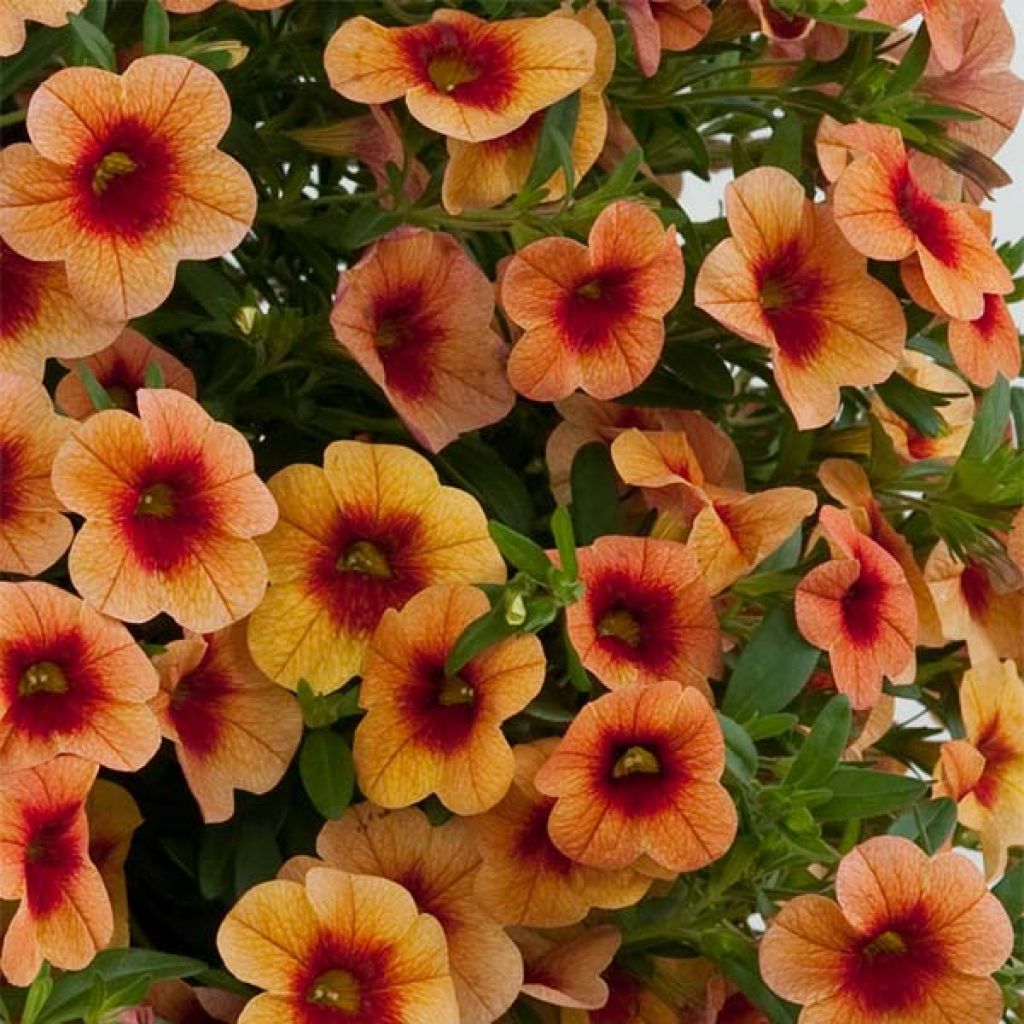 Zauberglöckchen Superbells Unique Mango Punch - Calibrachoa