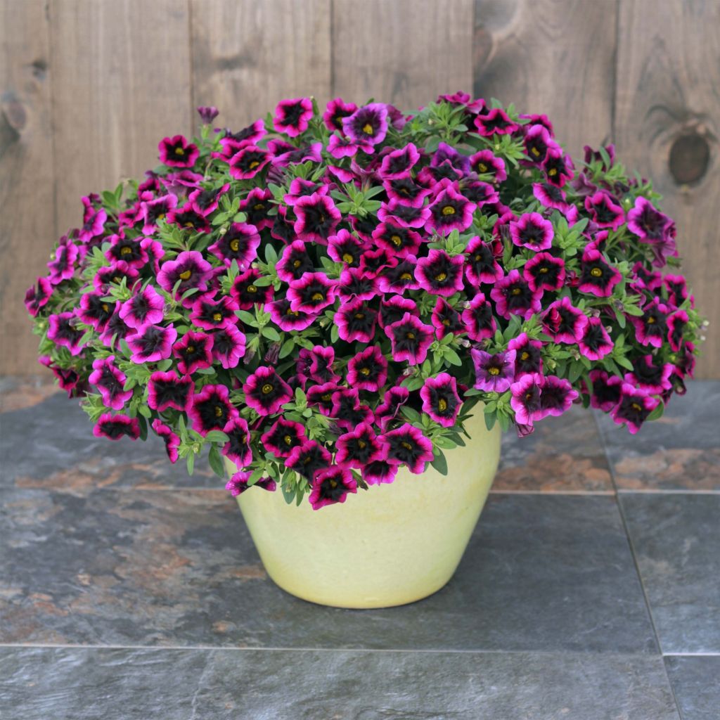 Zauberglöckchen Superbells Blackcurrant Punch - Calibrachoa