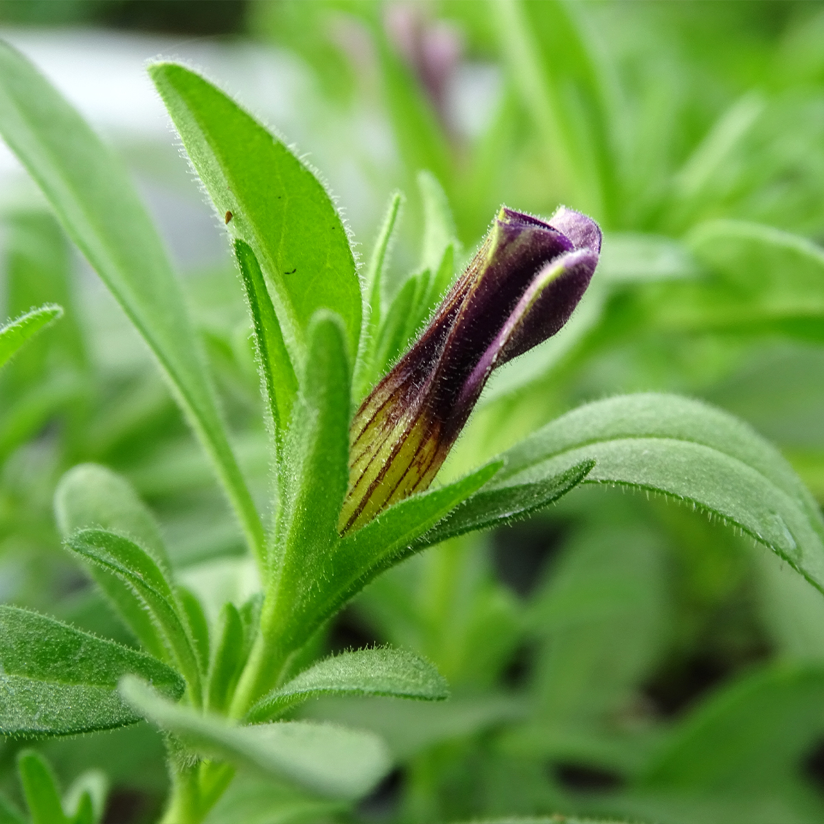 Calibrachoa Noa Blue Legend - Mini-pétunia