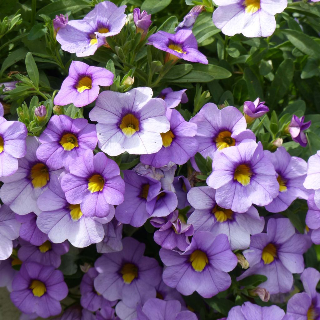 Zauberglöckchen Superbells Unique Lavender - Calibrachoa