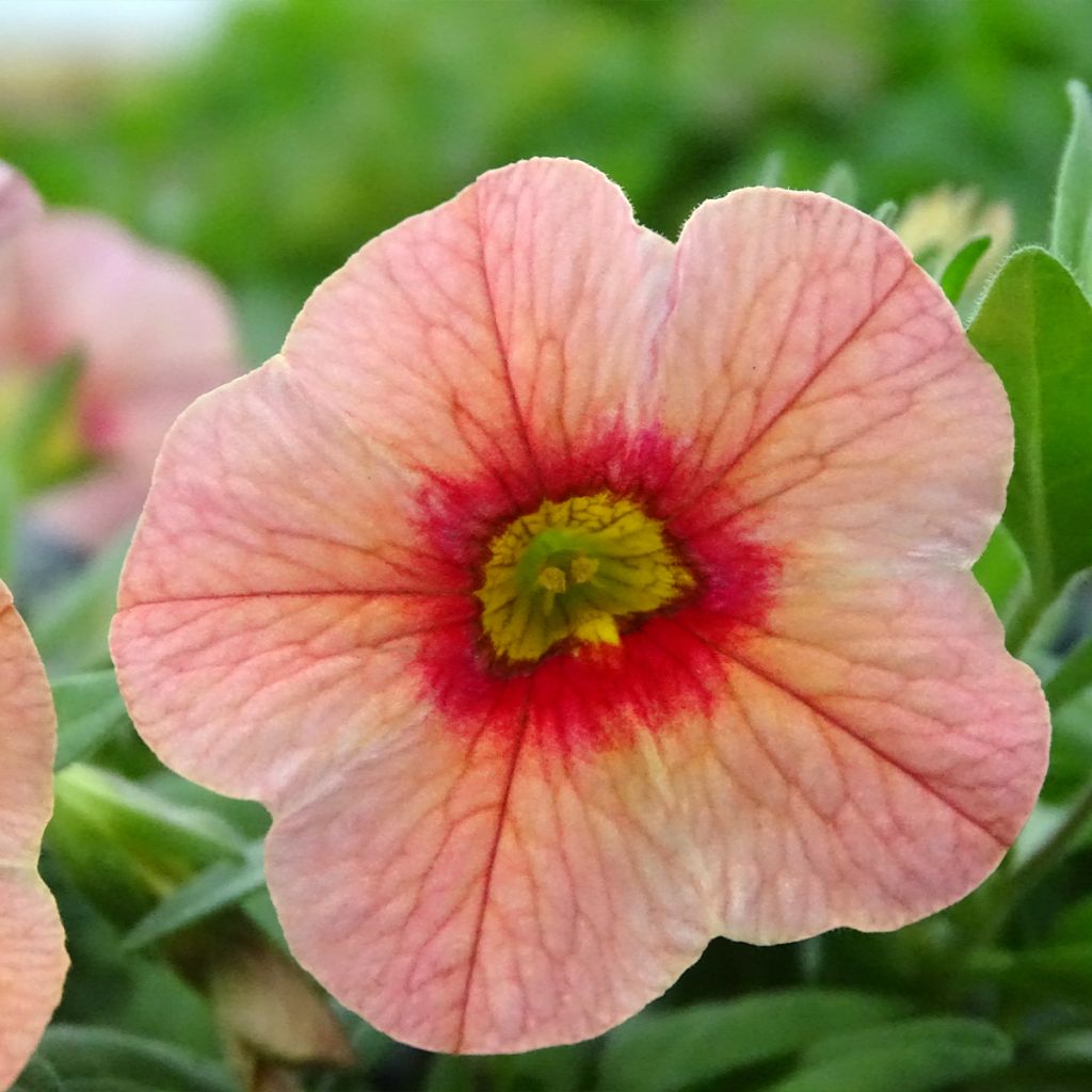 Zauberglöckchen Superbells Unique Mango Punch - Calibrachoa