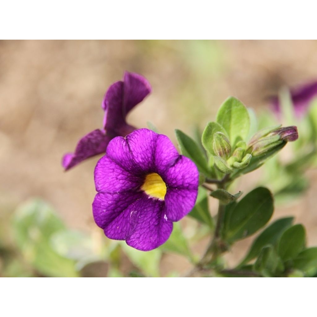 Zauberglöckchen Superbells Unique Blue Violet - Calibrachoa