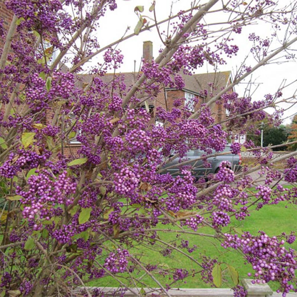 Liebesperlenstrauch Profusion - Callicarpa bodinieri