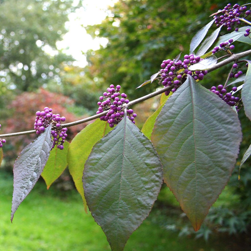 Liebesperlenstrauch Profusion - Callicarpa bodinieri