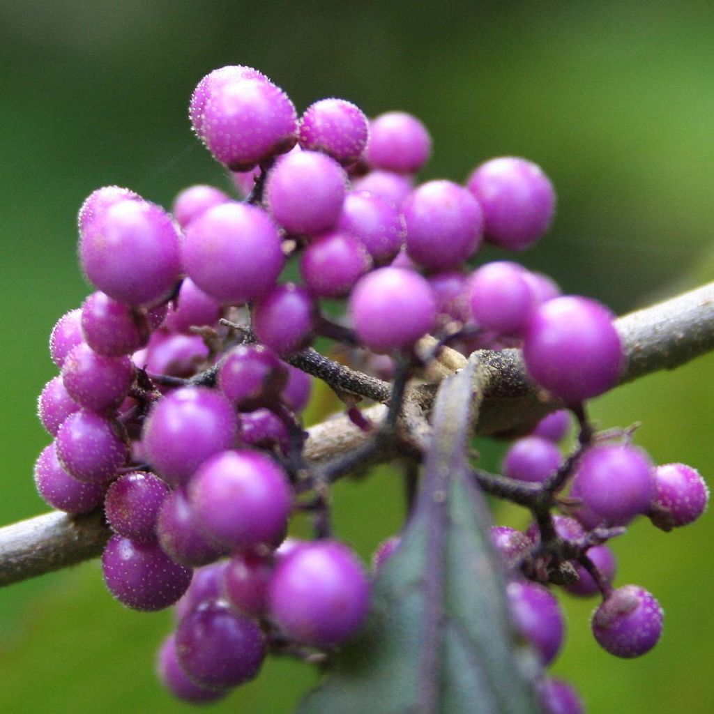 Liebesperlenstrauch Profusion - Callicarpa bodinieri