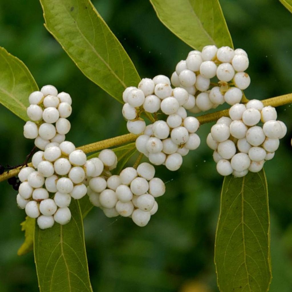 Purpur-Schönfrucht Albibacca - Callicarpa dichotoma