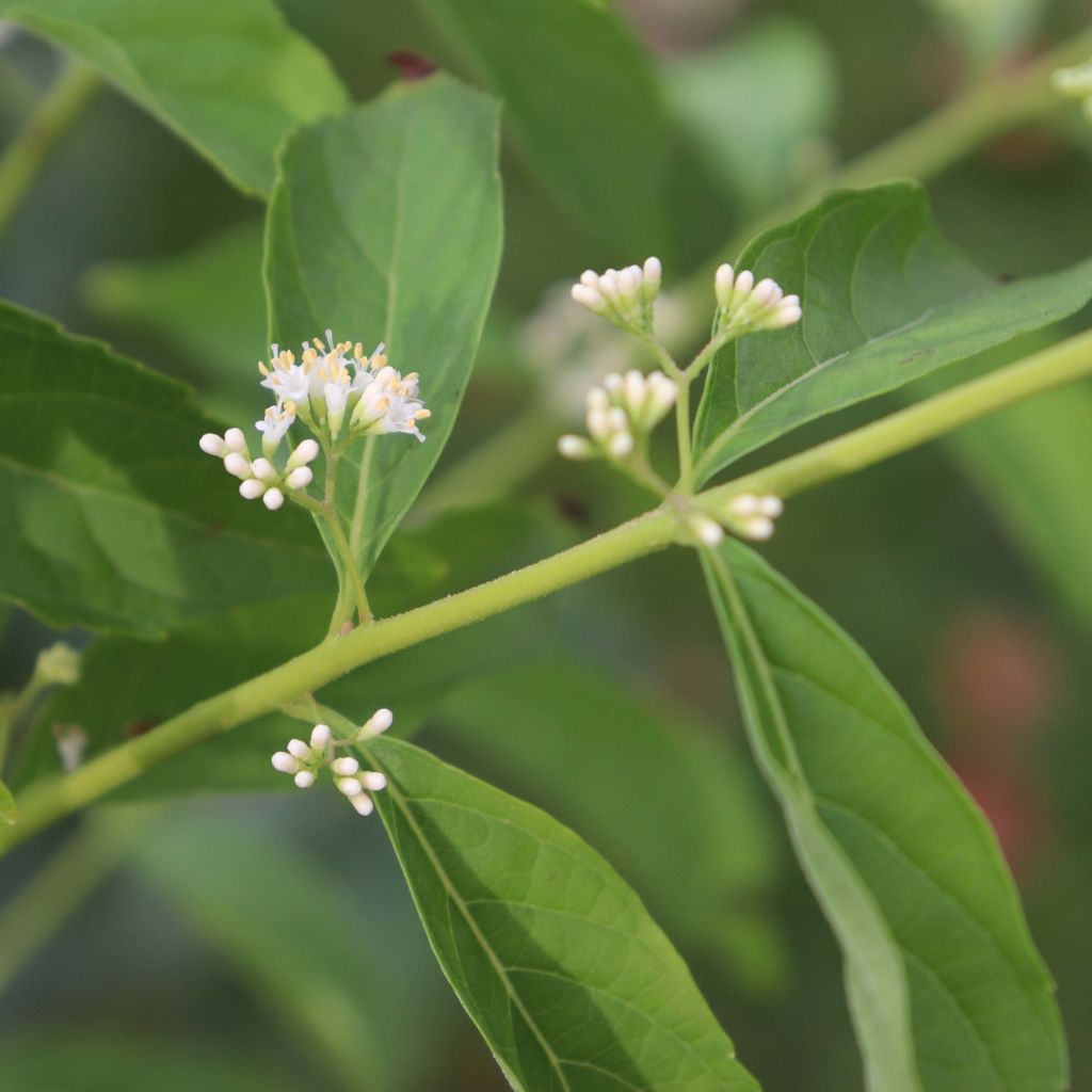 Purpur-Schönfrucht Albibacca - Callicarpa dichotoma