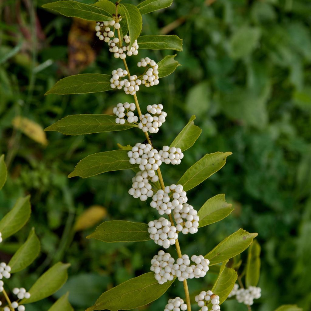 Purpur-Schönfrucht Albibacca - Callicarpa dichotoma