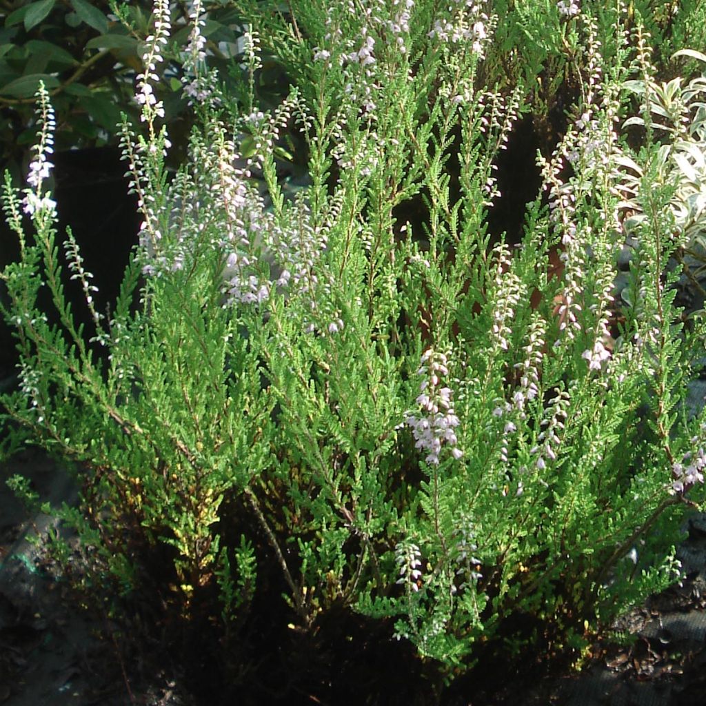 Besenheide Spring Torch - Calluna vulgaris