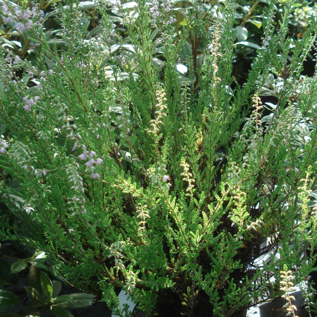 Besenheide Spring Torch - Calluna vulgaris