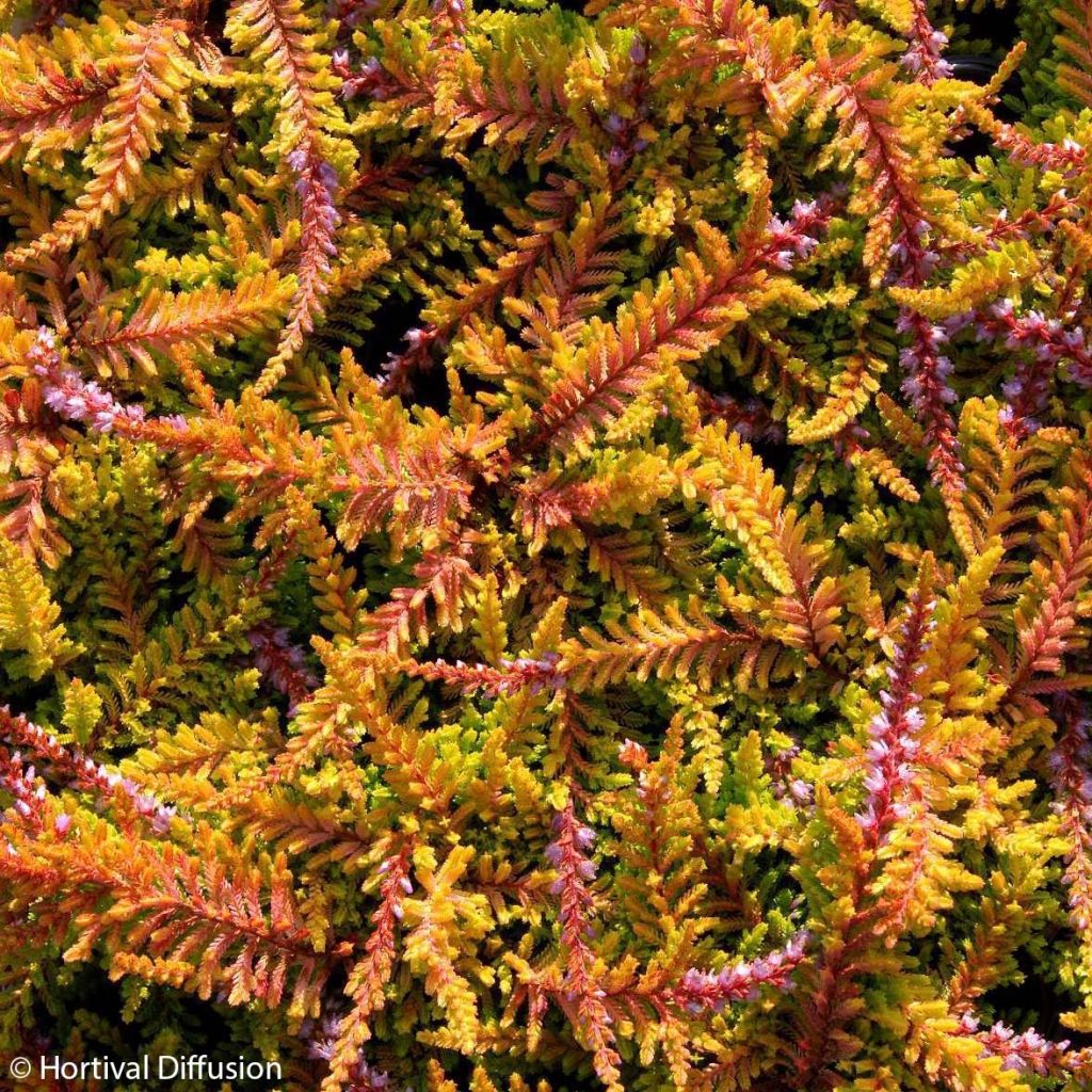 Besenheide Wickwar Flame - Calluna vulgaris