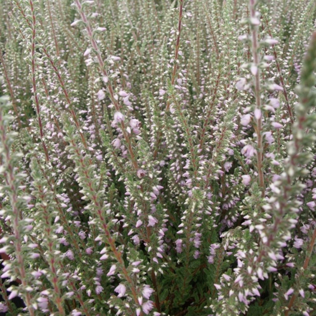 Besenheide Silver Knight - Calluna vulgaris