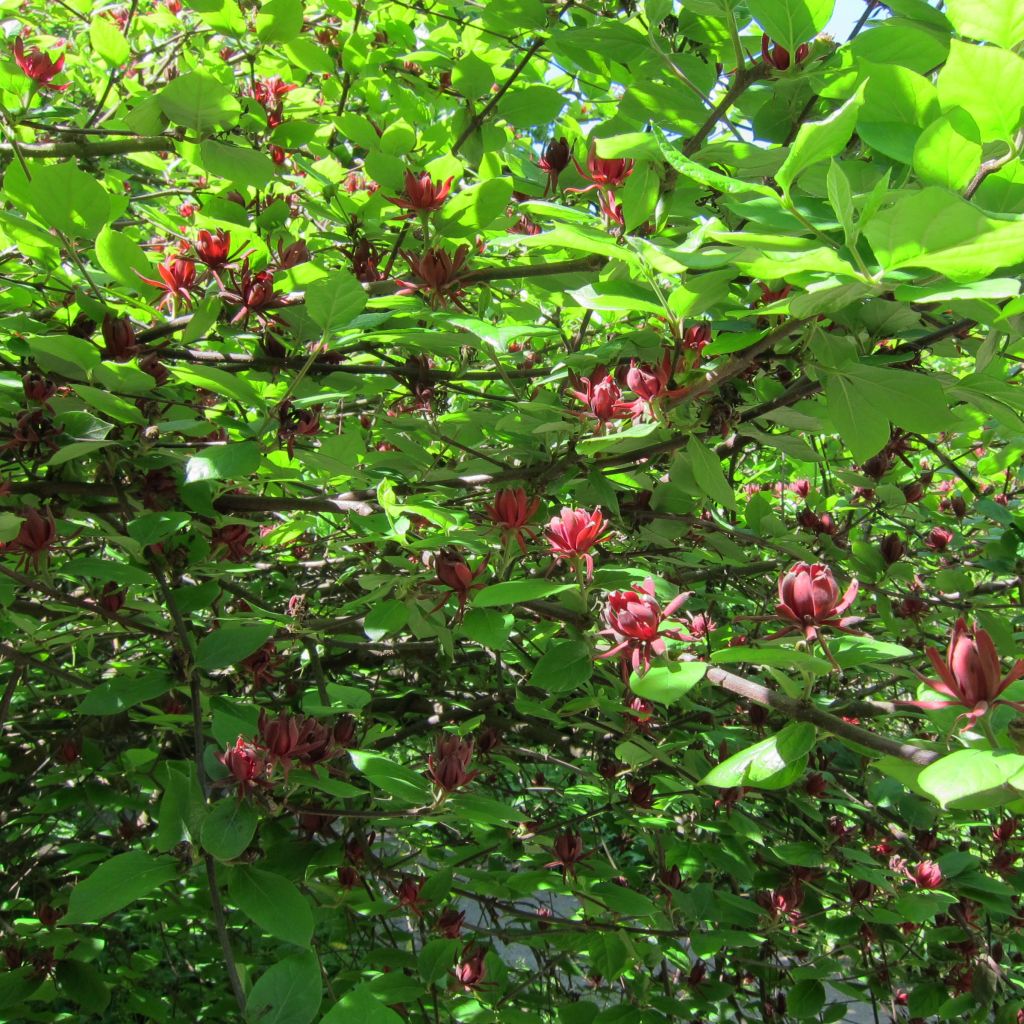 Calycanthus floridus - Echter Gewürzstrauch