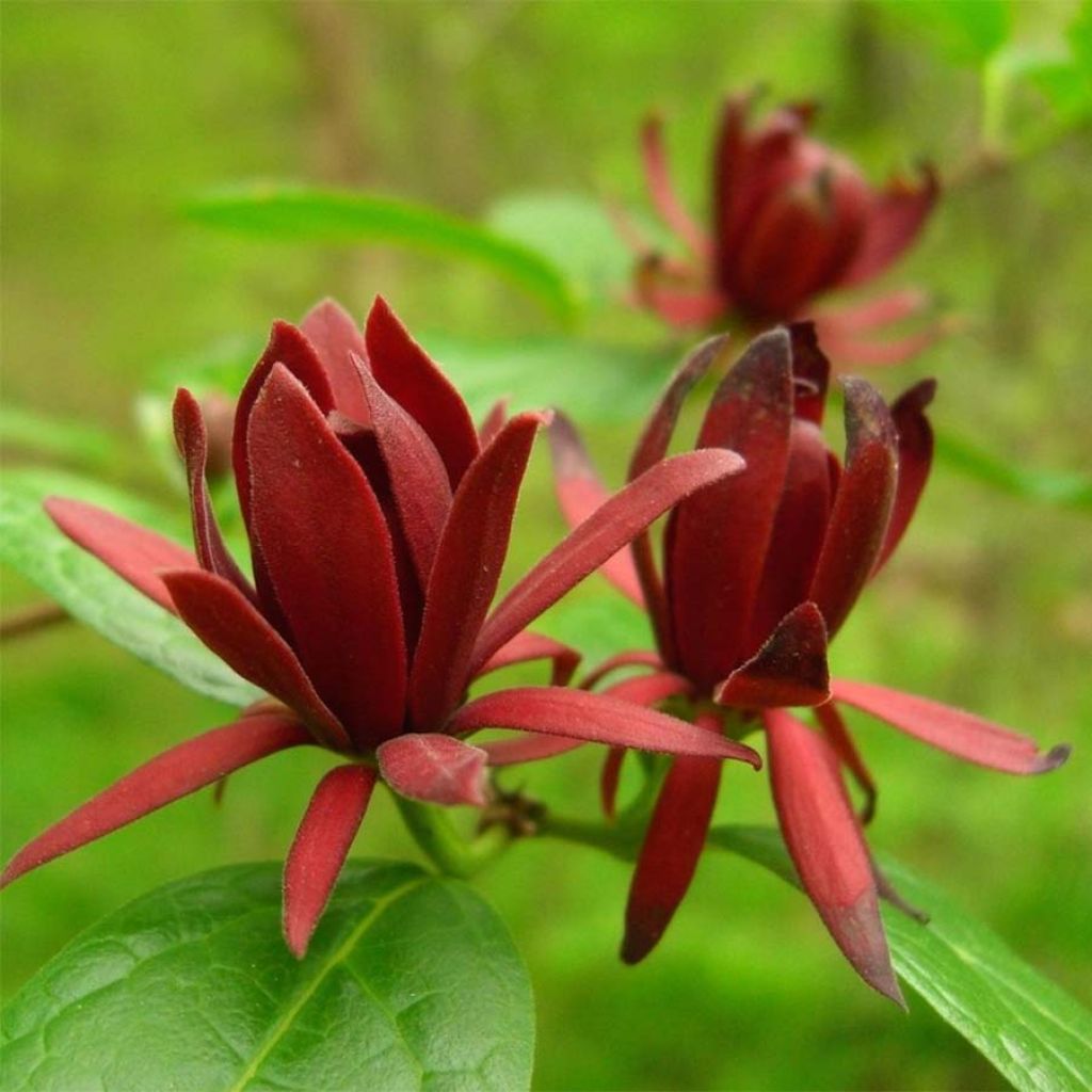 Calycanthus floridus - Echter Gewürzstrauch