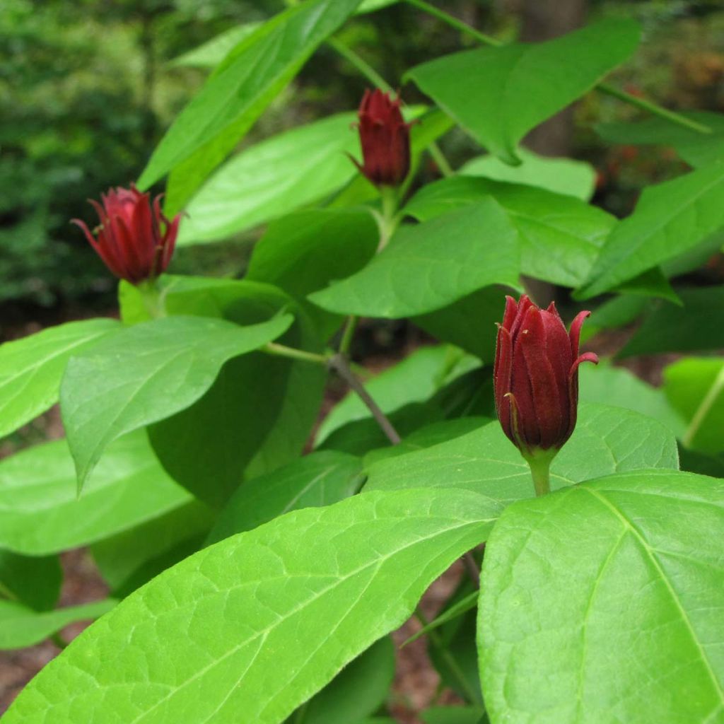 Calycanthus floridus - Echter Gewürzstrauch